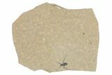 Detailed Fossil Marsh Fly (Tetanocera) - Cereste, France #290752-1